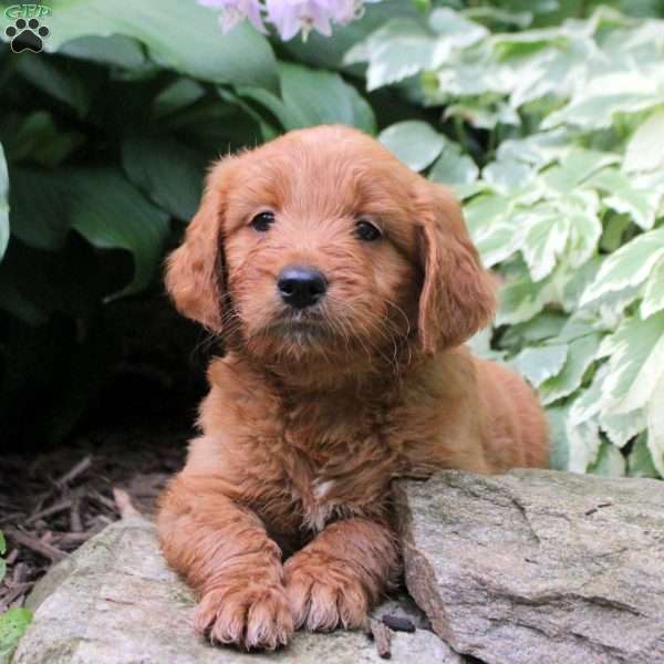 Bruce, Mini Goldendoodle Puppy