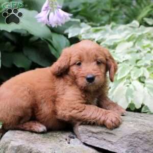 Bruce, Mini Goldendoodle Puppy