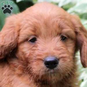 Bruce, Mini Goldendoodle Puppy
