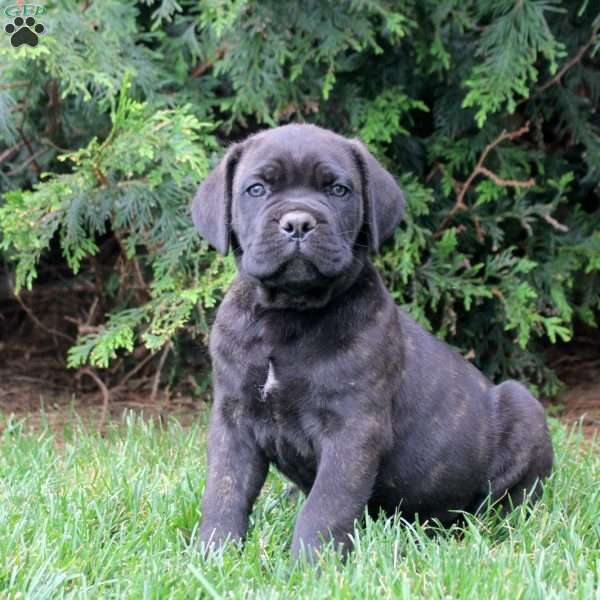 Bruno, Cane Corso Puppy