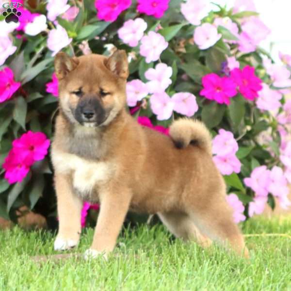 Bryce, Shiba Inu Puppy