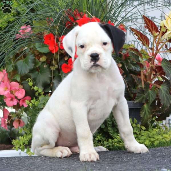 Bryce, Boxer Puppy