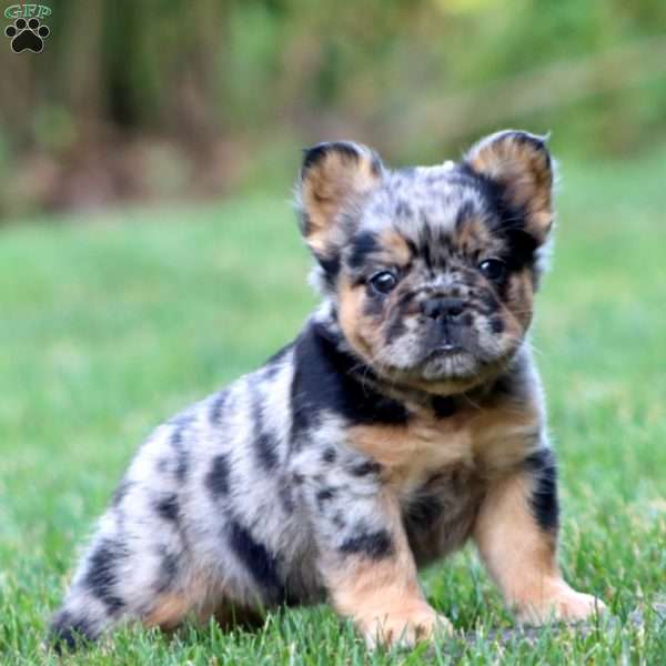 Bryce, French Bulldog Puppy