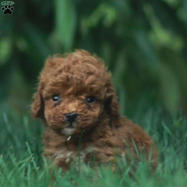 Brynn, Cavapoo Puppy