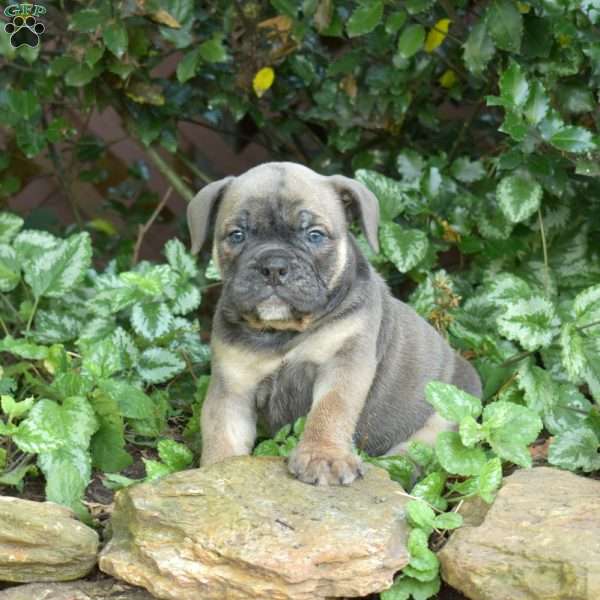Bubbles, Olde English Bulldogge Puppy