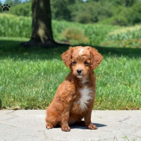 Bubbles, Mini Goldendoodle Puppy