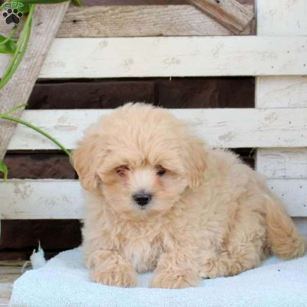 Bubbles, Toy Poodle Mix Puppy