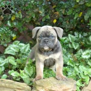 Bubbles, Olde English Bulldogge Puppy