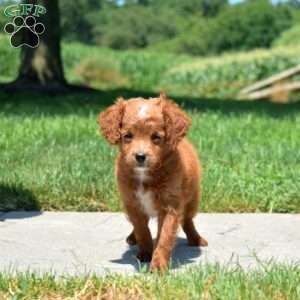 Bubbles, Mini Goldendoodle Puppy