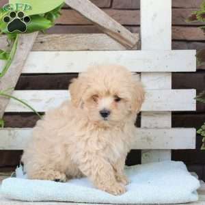 Bubbles, Toy Poodle Mix Puppy