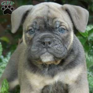 Bubbles, Olde English Bulldogge Puppy