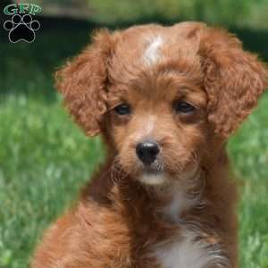 Bubbles, Mini Goldendoodle Puppy