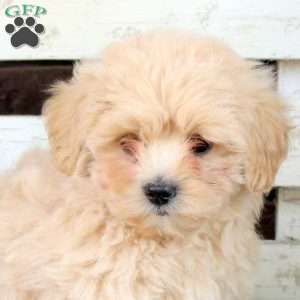 Bubbles, Toy Poodle Mix Puppy