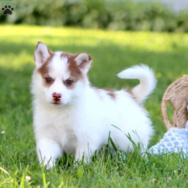 Bubbles, Pomsky Puppy