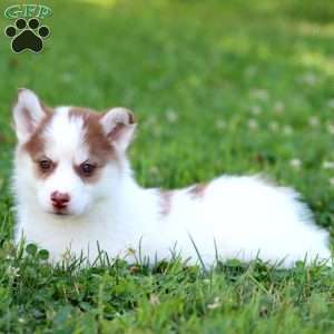 Bubbles, Pomsky Puppy