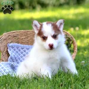 Bubbles, Pomsky Puppy