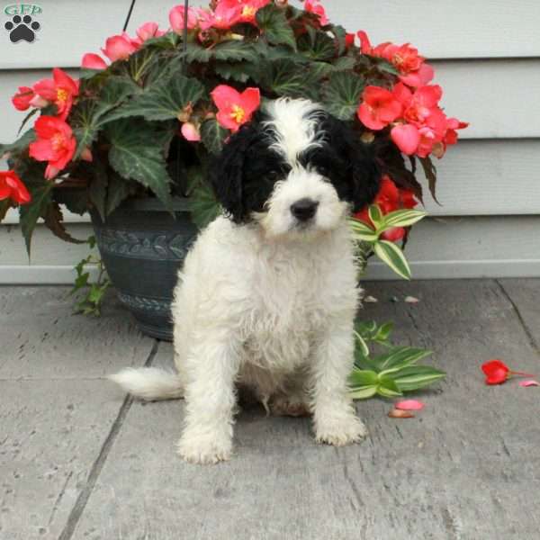 Bucky, Cavapoo Puppy