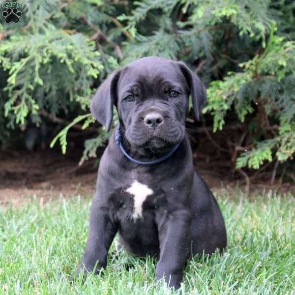 Bucky, Cane Corso Puppy