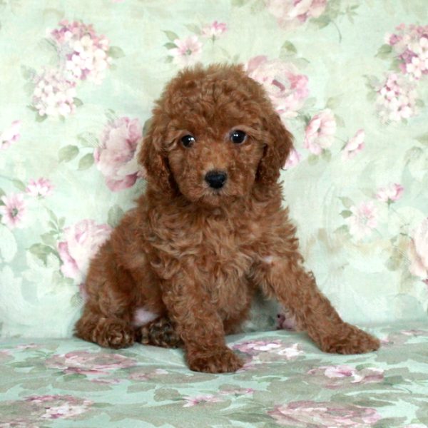 Bucky, Miniature Poodle Puppy