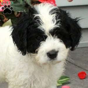 Bucky, Cavapoo Puppy