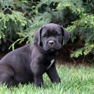 Bucky, Cane Corso Puppy