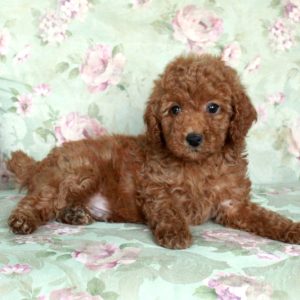 Bucky, Miniature Poodle Puppy