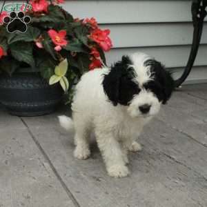 Bucky, Cavapoo Puppy