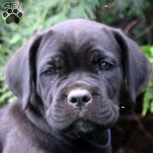 Bucky, Cane Corso Puppy