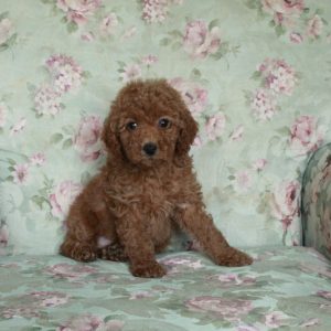 Bucky, Miniature Poodle Puppy