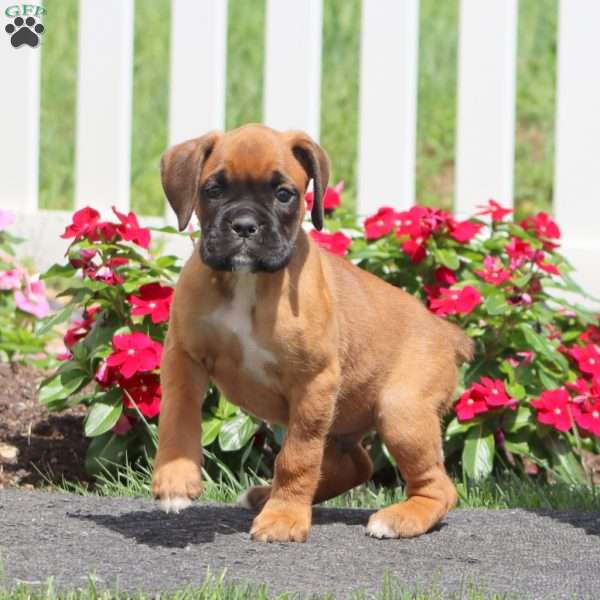 Bud, Boxer Puppy