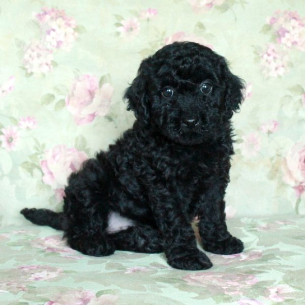 Buddy, Miniature Poodle Puppy