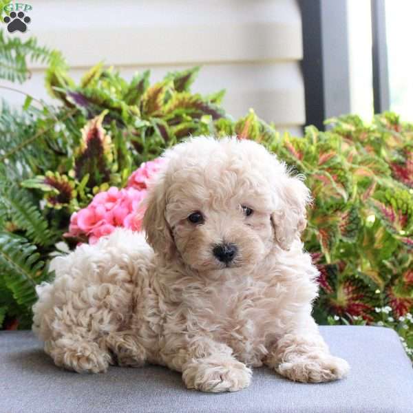 Buddy, Bich-Poo Puppy