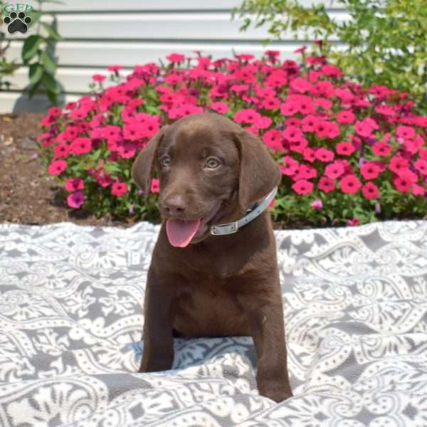 Buddy, Chocolate Labrador Retriever Puppy