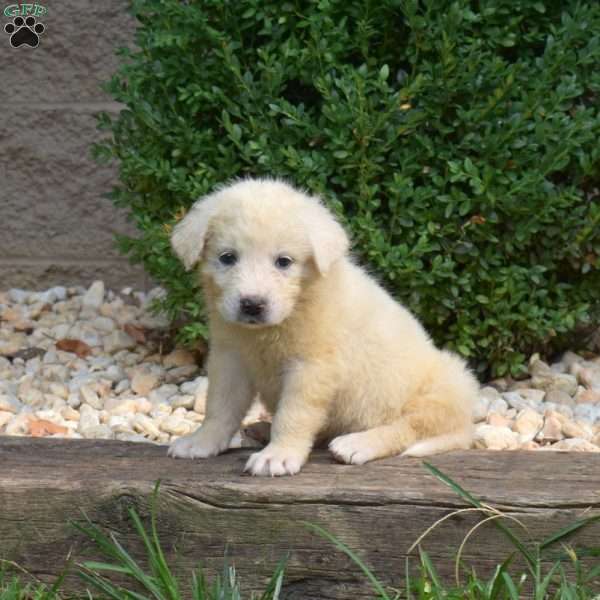 Buddy, Great Pyrenees Puppy