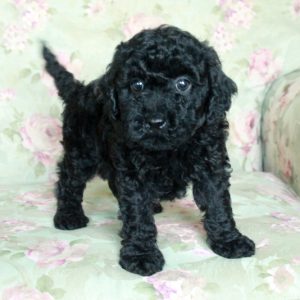 Buddy, Miniature Poodle Puppy