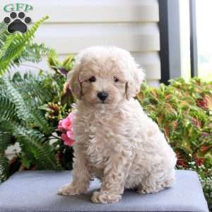 Buddy, Bich-Poo Puppy
