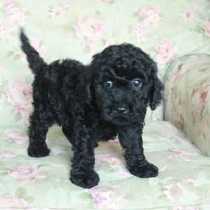 Buddy, Miniature Poodle Puppy