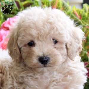 Buddy, Bich-Poo Puppy