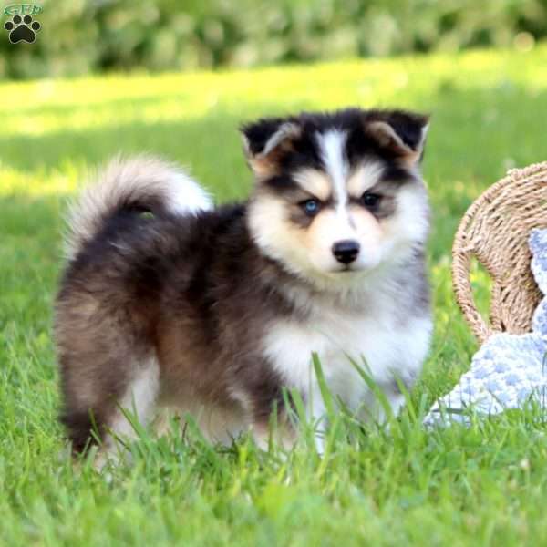 Buddy, Pomsky Puppy