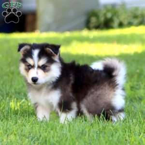 Buddy, Pomsky Puppy