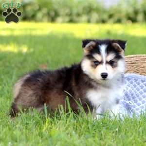 Buddy, Pomsky Puppy