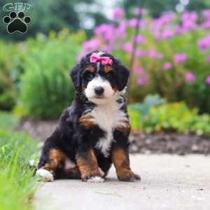 Buffy, Mini Bernedoodle Puppy