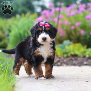 Buffy, Mini Bernedoodle Puppy