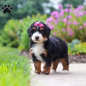 Buffy, Mini Bernedoodle Puppy