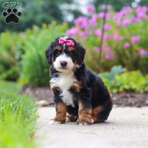 Buffy, Mini Bernedoodle Puppy