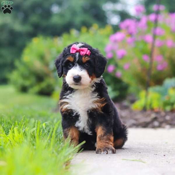 Buffy, Mini Bernedoodle Puppy
