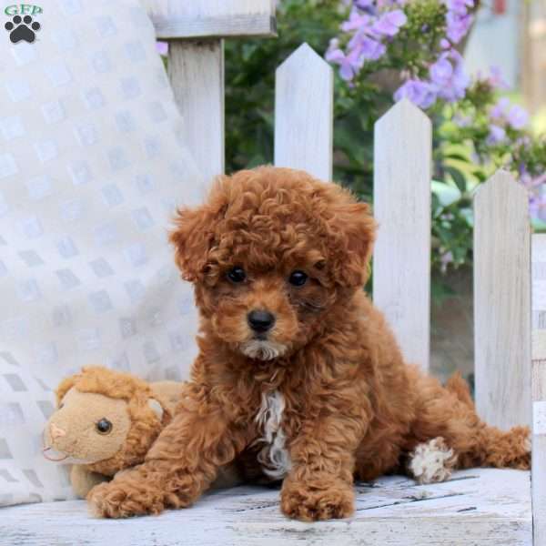 Bunny, Miniature Poodle Puppy