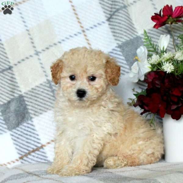 Bunny, Bich-Poo Puppy