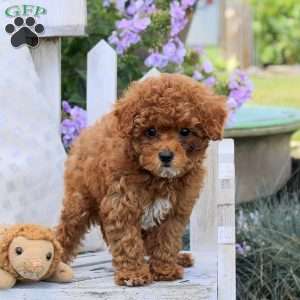 Bunny, Miniature Poodle Puppy