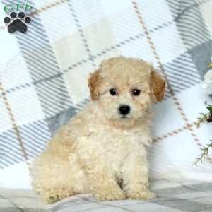 Bunny, Bich-Poo Puppy